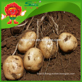 Russet Potato with high quality fresh holland potato wholesale